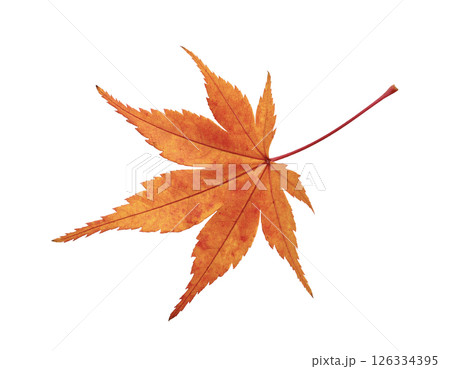 オレンジ色の一枚の紅葉 126334395