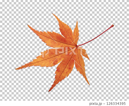 オレンジ色の一枚の紅葉 126334395