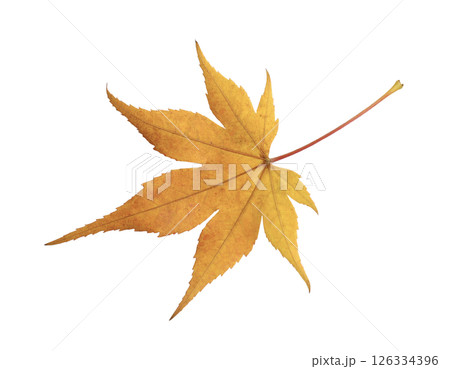 黄色の一枚の紅葉 126334396