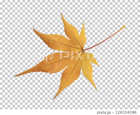 黄色の一枚の紅葉 126334396