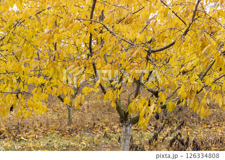cloudy weather in the orchard with cherries before winter cloudy weather in the orchard with cherries before winter 126334808