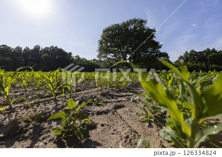 one oak tree and corn plants, one oak in an agricultural field with a new crop of edible sweet corn 126334824