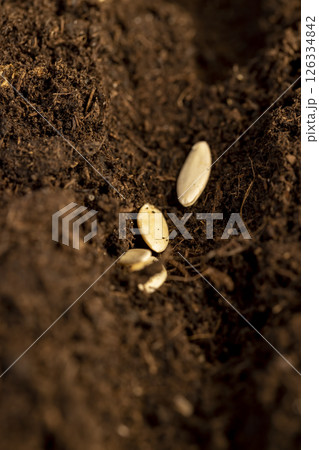 land mixed with peat in which cucumber seeds are planted close up 126334842