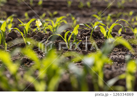 corn at dawn in the spring, a monocultural field with fresh corn sprouts in fertile soil with fertilizers. corn grows in rows 126334869