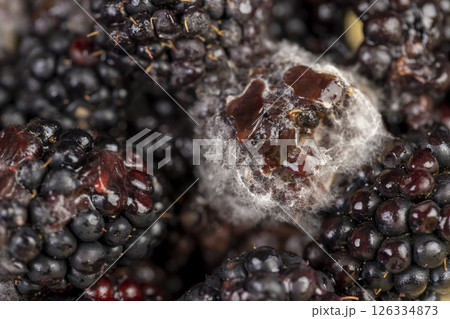 over-ripe, spoiled black blackberries covered with mold 126334873