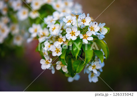 Blossoming pear tree Blossoming pear tree 126335042