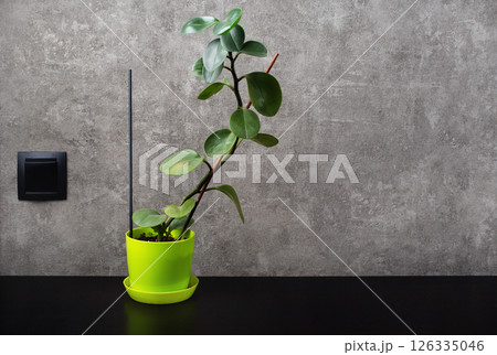 Potted ficus plant Potted ficus plant 126335046