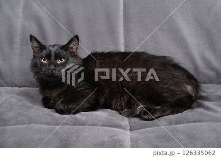 Black cat relaxing Black cat relaxing 126335062