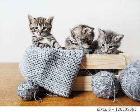 Kittens and yarn Kittens and yarn 126335063