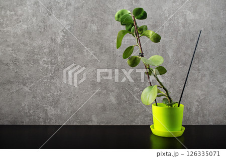 Ficus and grey wall Ficus and grey wall 126335071
