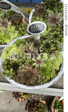Succulent arrangement in decorative pots showcasing vibrant green hues and diverse textures 126335151