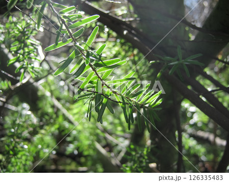 Detail Of Western Hemlock Needles Detail Of Western Hemlock Needles 126335483
