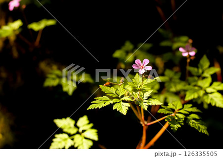 Herb Robert, A Wild Geranium Herb Robert, A Wild Geranium 126335505