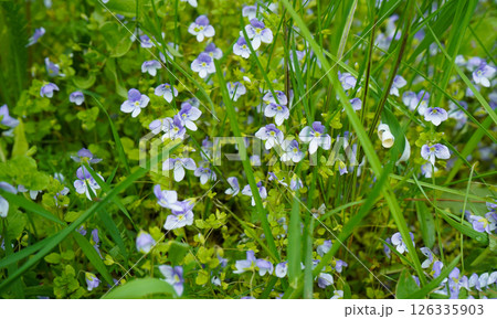 Germander speedwells (Veronica chamaedrys) bloom in the garden Germander speedwells (Veronica chamaedrys) bloom in the garden 126335903