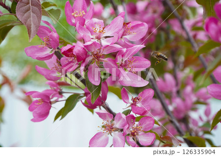 Bee collecting pollen on apple tree blossoming flower at spring. Apple tree bloom in may. Bee collecting pollen on apple tree blossoming flower at spring. Apple tree bloom in may. 126335904