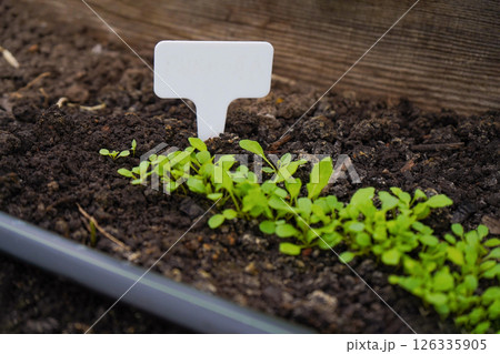 white empty sign next to the seedlings of plants on black soil side view 126335905