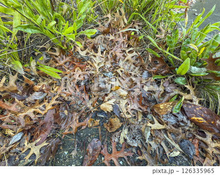 Wet brown leaves lying on the ground near green plants Wet brown leaves lying on the ground near green plants 126335965