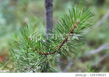Detail Of Scots Pine Needles 126336025