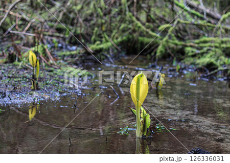 Western Skunk Cabbage Flower In Standing Water 126336031