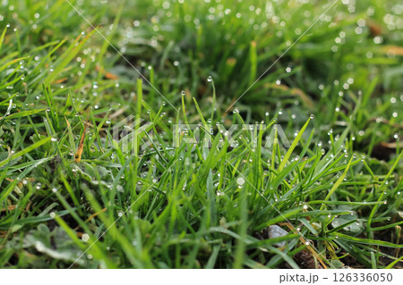 Dew-Tipped Lawn Grasses In Early Morning Dew-Tipped Lawn Grasses In Early Morning 126336050