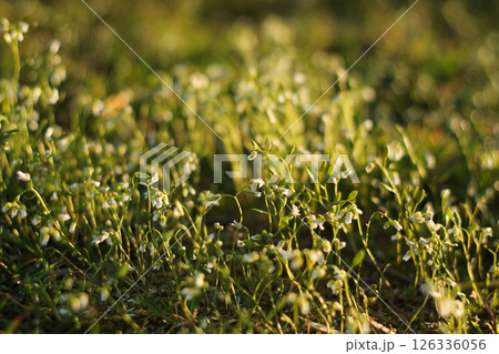 Narrowleaf Miner's Lettuce In Golden Sunshine Narrowleaf Miner's Lettuce In Golden Sunshine 126336056