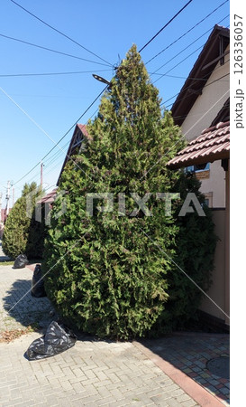 A Lush Green Evergreen Tree Standing Proudly Amidst a Quiet Residential Area of Homes A Lush Green Evergreen Tree Standing Proudly Amidst a Quiet Residential Area of Homes 126336057