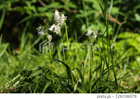 Elegant Spanish Bluebells Herald Springtime Elegant Spanish Bluebells Herald Springtime 126336079