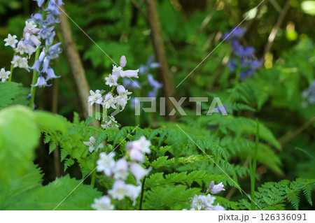 Elegant Spanish Bluebells Herald Springtime Elegant Spanish Bluebells Herald Springtime 126336091