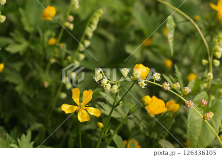 The Fringecups And The Buttercups The Fringecups And The Buttercups 126336105
