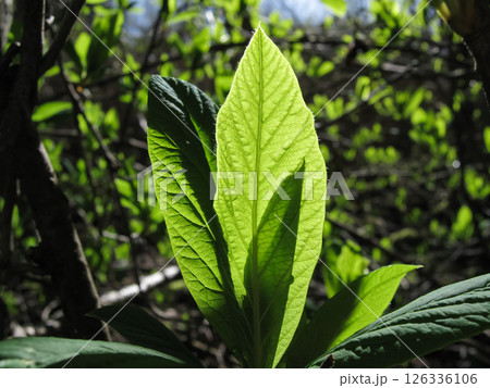 Spring Leaves Of The Osoberry Spring Leaves Of The Osoberry 126336106