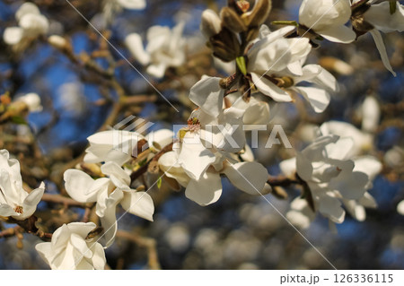 Kobus Magnolia Blossoms Closer Up 126336115
