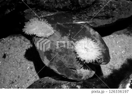 イソギンチャク イソギンチャク 126336197