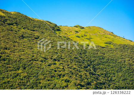 travel background of carpathian mountain landscape in summer. evergreen forest on the hillside in morning light. flock of sheep on alpine meadow under blue sky on a sunny day 126336222