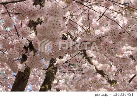 Flowering Pink Cherry Blossom Branches And Flowers In Beautiful Detail Flowering Pink Cherry Blossom Branches And Flowers In Beautiful Detail 126336451