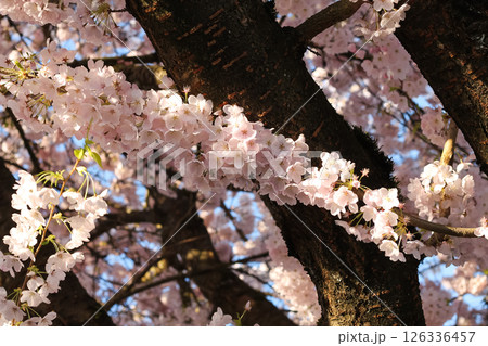 Flowering Pink Cherry Blossom Branches And Flowers In Beautiful Detail 126336457
