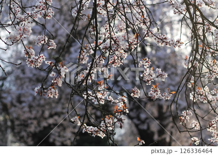 Japanese Flowering Plum Branches Adorned With Blossoms 126336464