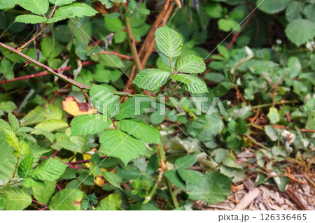 Himalayan Blackberry Brambles And Leaves 126336465