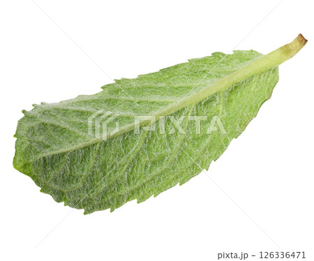 Back side of green mint leaf on isolated background 126336471