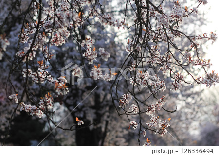 Japanese Flowering Plum Branches Adorned With Blossoms 126336494