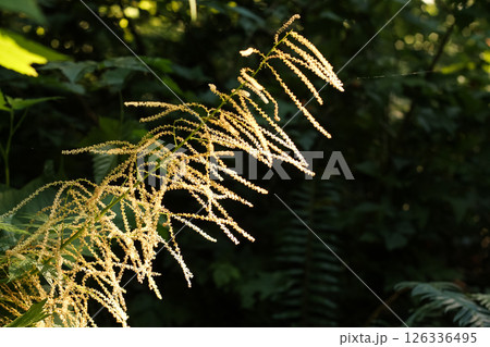 Goat's Beard Flowers In Afternoon Sun 126336495