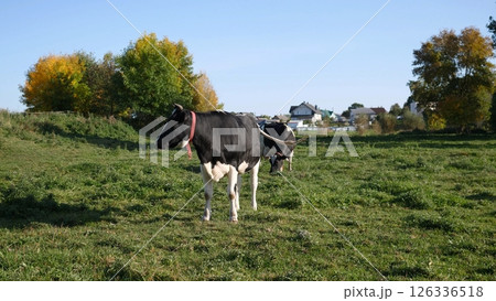 A picturesque and serene view of a cow peacefully grazing in a lush, vibrant green field beneath clear, blue skies 126336518