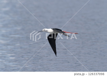 飛翔するセイタカシギ 126337098