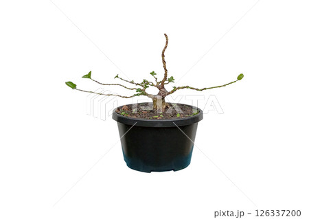 Premna tree is in the process of being created as a bonsai. 126337200