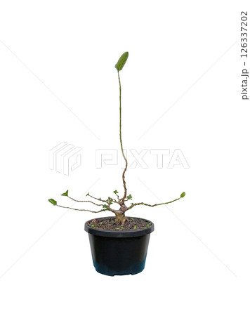 Premna tree is in the process of being created as a bonsai. Premna tree is in the process of being created as a bonsai. 126337202
