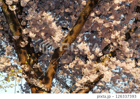 Tree Detail And Backdrop Of Japanese Flowering Cherry Tree Detail And Backdrop Of Japanese Flowering Cherry 126337393
