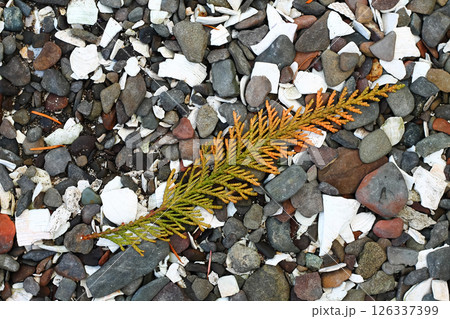 Sprig Of Cedar On A Harbor Beach Sprig Of Cedar On A Harbor Beach 126337399