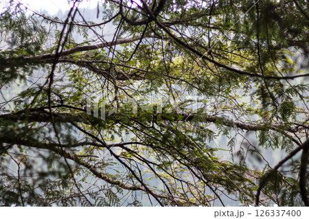 The Silhouetted Reflections Of A Western Red Cedar 126337400