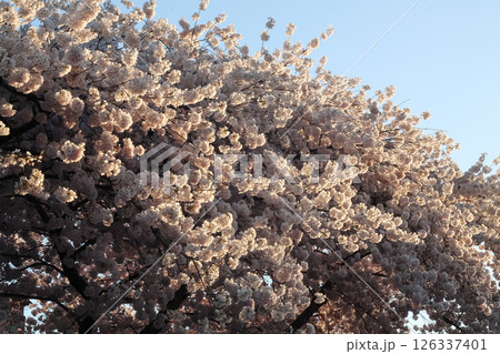 Tree Detail And Backdrop Of Japanese Flowering Cherry Tree Detail And Backdrop Of Japanese Flowering Cherry 126337401