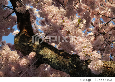 Flowering Pink Cherry Blossom Branches And Flowers In Beautiful Detail Flowering Pink Cherry Blossom Branches And Flowers In Beautiful Detail 126337408
