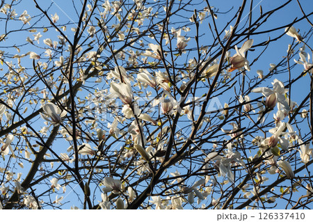 Kobus Magnolia Flowers And Stark Branches Kobus Magnolia Flowers And Stark Branches 126337410